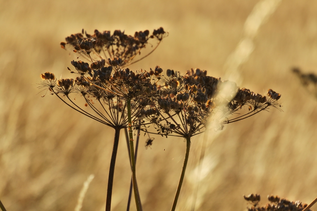 Dried cow parsley stems surrounded by yellowed grasses 