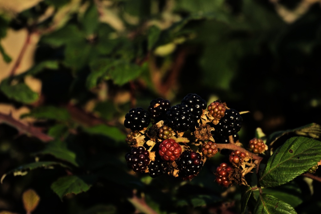 Ripe, blackberries clustered in the hedgerow