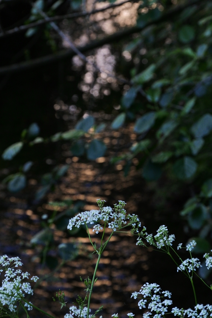 Cow parsley and rippled water
