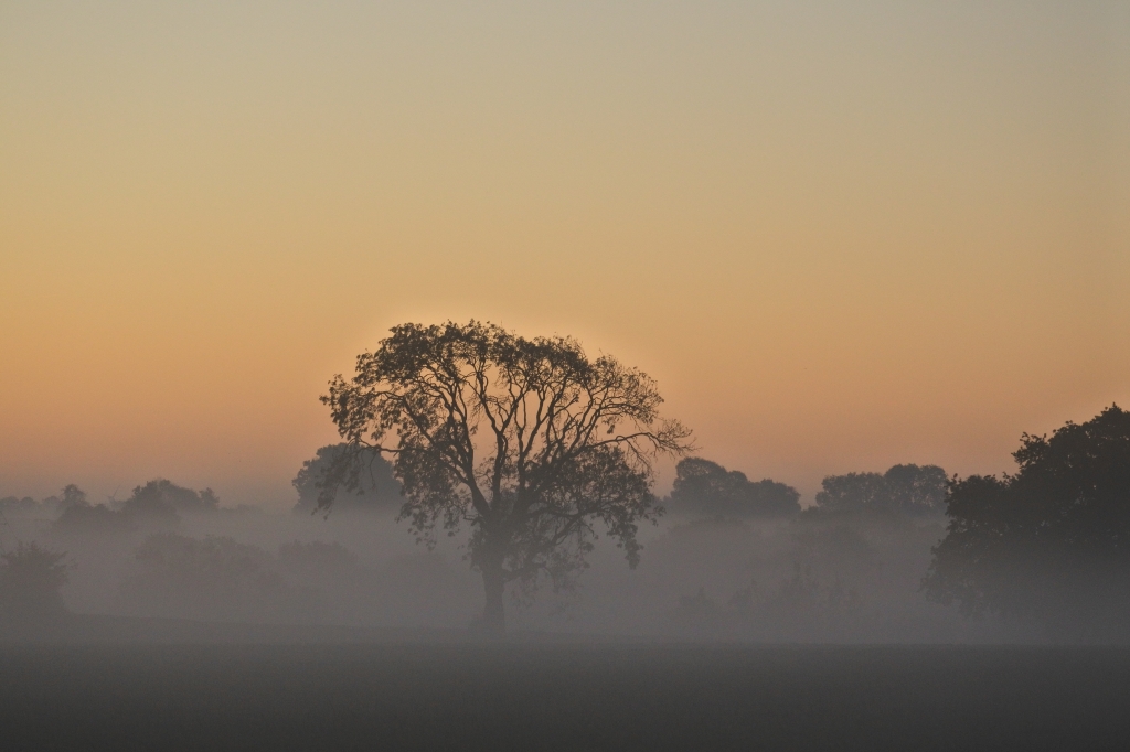 A stark ash tree against a mist laden dawn