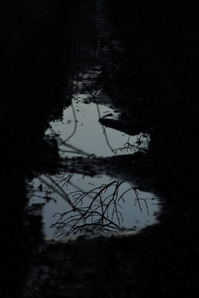 Tree branches reflected in a puddle