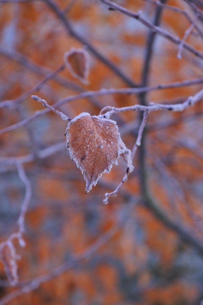 Frost edged Birch leaf