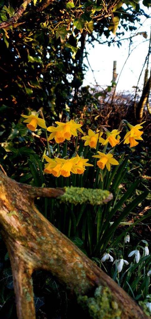 Narcissus glow yellow beneath a hedge